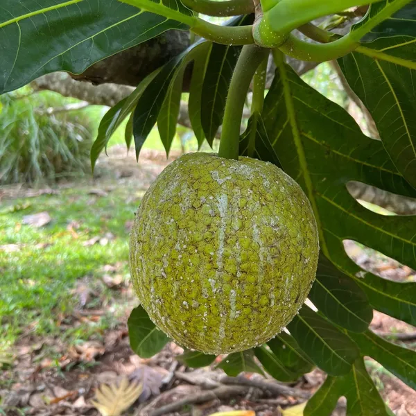 Tropical_Seedless_Breadfruit_Hybrid_Plant