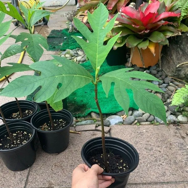 Tropical_Seedless_Breadfruit_Hybrid_Plant