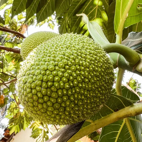 Tropical_Seedless_Breadfruit_Hybrid_Plant