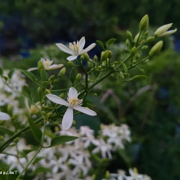 Aromatic_Jui_|_Jasmine_Flower_Plant_White