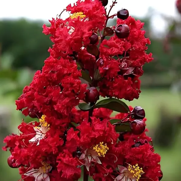 Lagerstroemia_Furush_Flower_Plant_Red