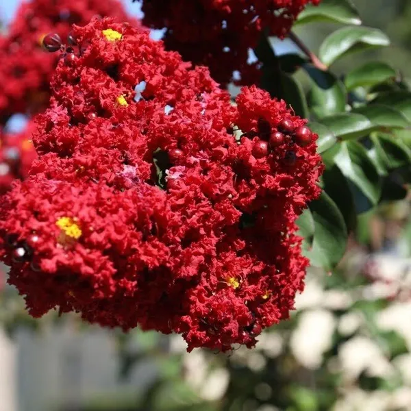 Lagerstroemia_Furush_Flower_Plant_Red