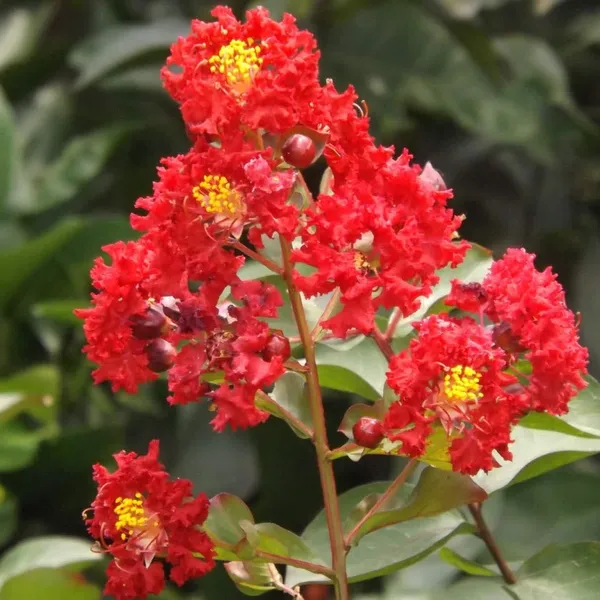 Lagerstroemia_Furush_Flower_Plant_Red