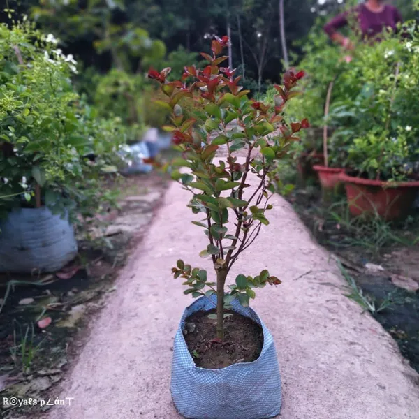 Lagerstroemia_Furush_Flower_Plant_Red