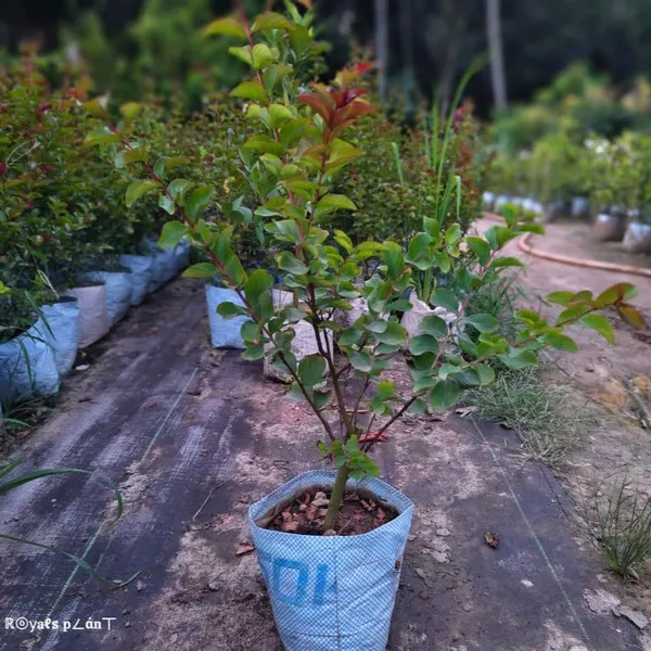 Lagerstroemia_Furush_Flower_Plant_Pink