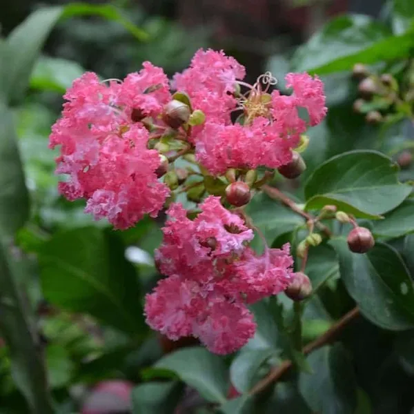 Lagerstroemia_Furush_Flower_Plant_Pink