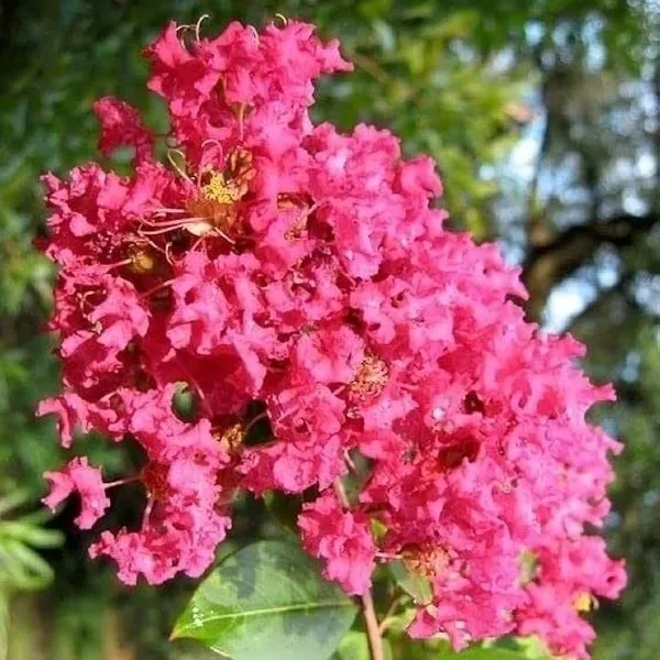 Lagerstroemia_Furush_Flower_Plant_Pink