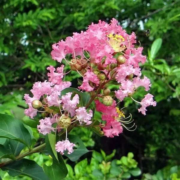 Lagerstroemia_Furush_Flower_Plant_Pink