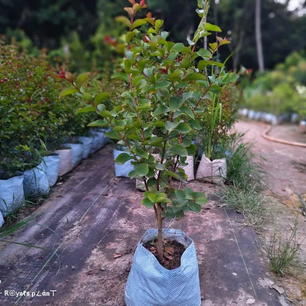 Lagerstroemia_Furush_Flower_Plantpurple_Purple