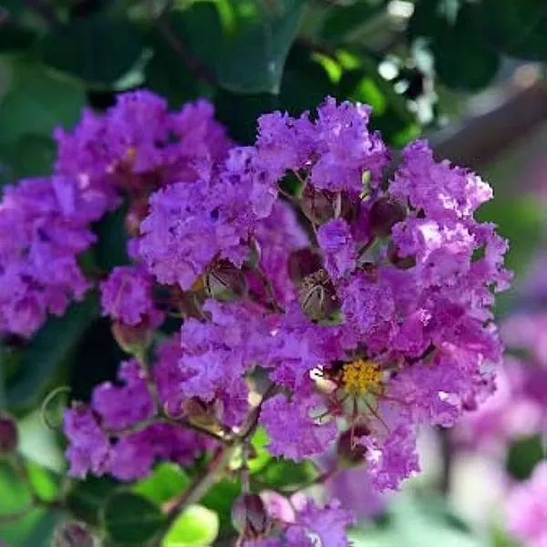 Lagerstroemia_Furush_Flower_Plantpurple_Purple