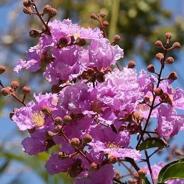Lagerstroemia_Furush_Flower_Plantpurple_Purple