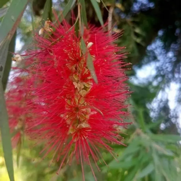 Dwarf_Varitey_Bottle_Brush_Flower_Plant_Red