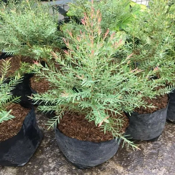 Dwarf_Varitey_Bottle_Brush_Flower_Plant_White