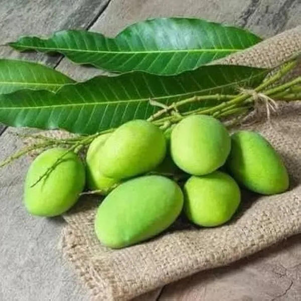 Kacha_Mittha_Mango_|_Grafted_Fruit_Plant