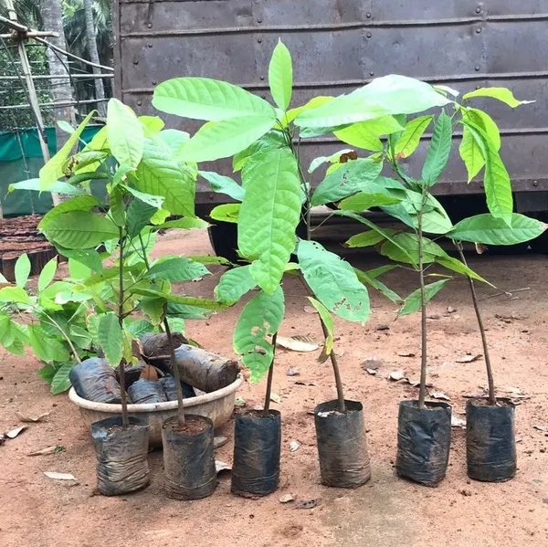 Yellow_Cocoa_Chocolate_Live_Fruit_Plant