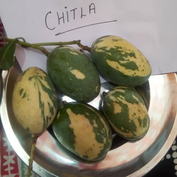 Chilta_Verigated_Mango_|_Grafted_Fruit_Plant