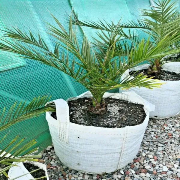 Arabian_Dwarf_Variety_Date_Plum_Fruit_Plant