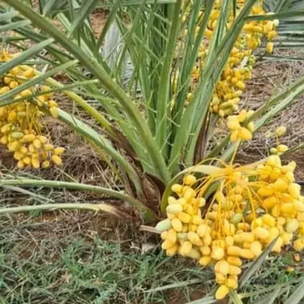 Barahi_Variety_Date_Plum_Fruit_Plant
