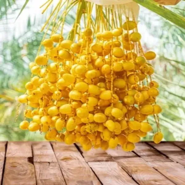 Barahi_Variety_Date_Plum_Fruit_Plant