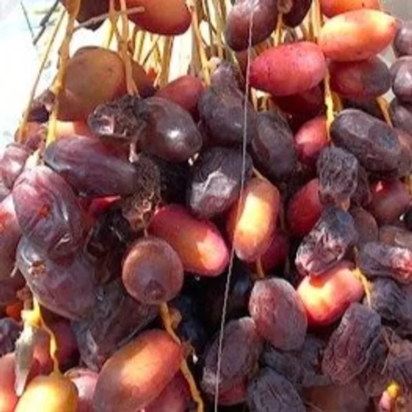 Hayani_Variety_Date_Plum_|_Fruit_Plant
