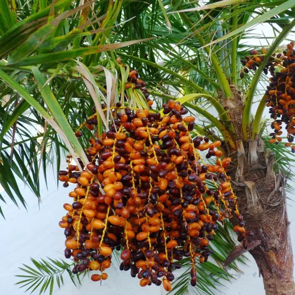 Zahidi_Variety_Date_Plum_|_Fruit_Plant