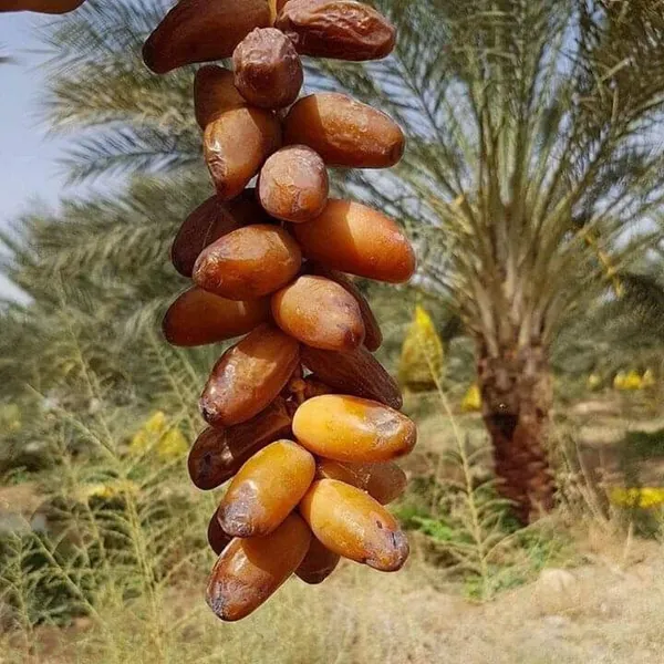 Deglet_Variety_Date_Plum_|_Fruit_Plant