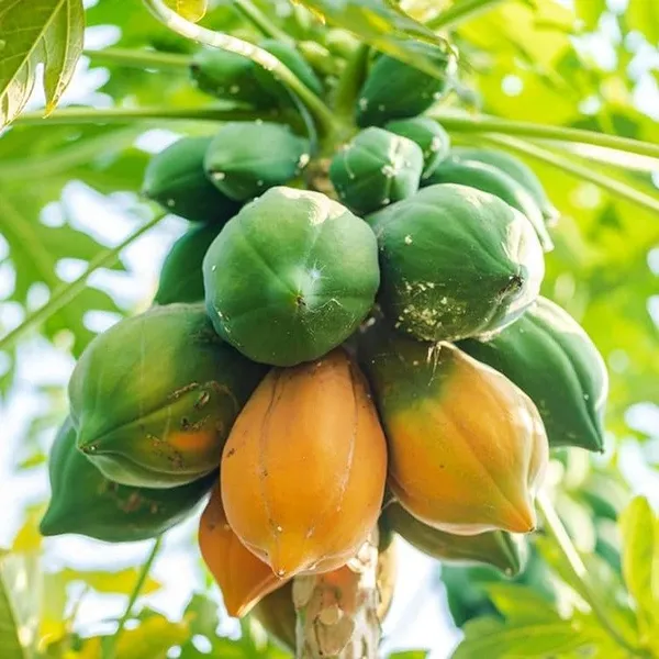 Red_Lady_Papaya_Live_Fruit_Plant
