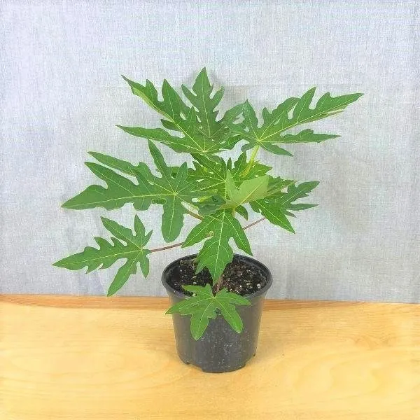Dwarf_Variety_Tropical_Papaya_Live_Fruit_Plant