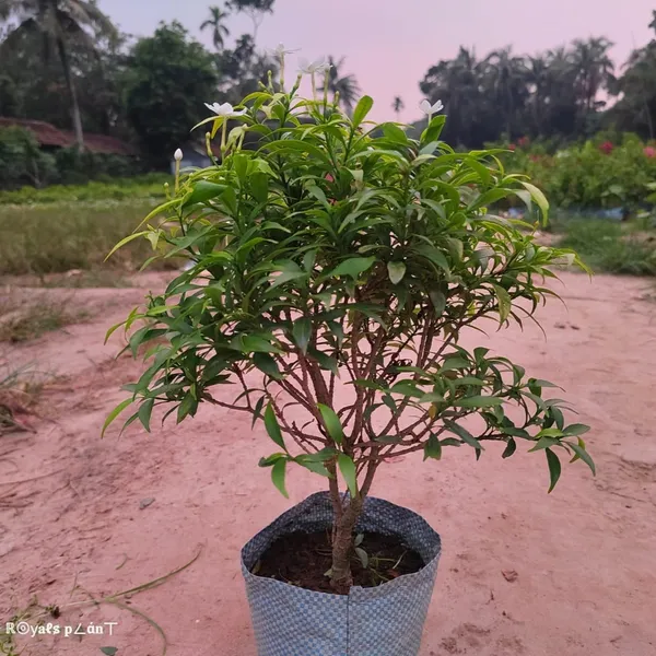Chinise_Dwarf_Variety_|_Crepe_Jasmine_Flower_Plant_White