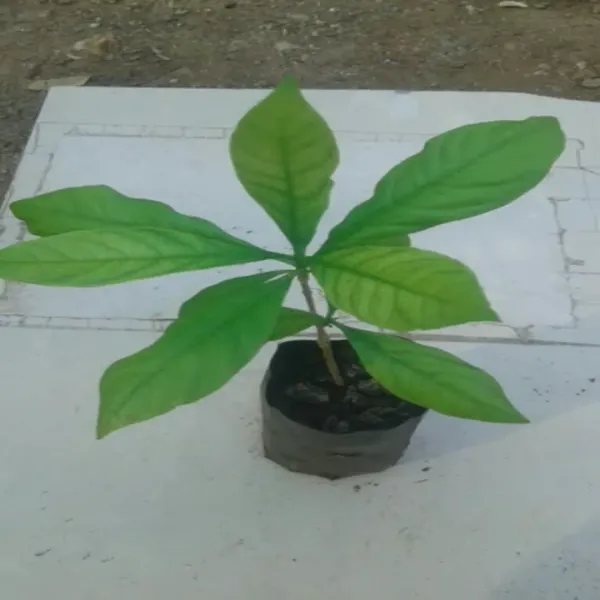 Sarpagandha_|_Mediclinal_Live_Plant
