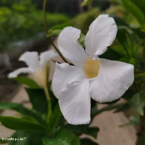 Allamanda_Flower_Plant_White
