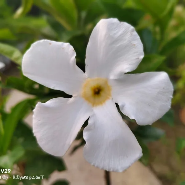 Allamanda_Flower_Plant_White