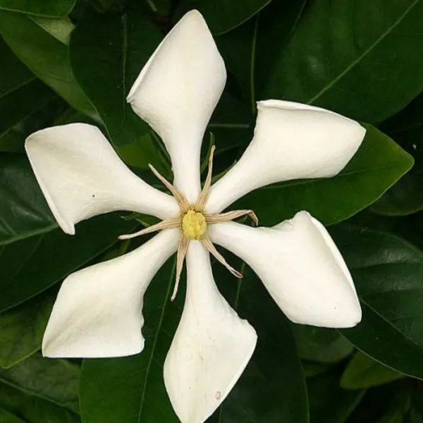 Tropical_Asia_Gardenia_Flower_Plant_(Kailarsenia_Lineata)_White