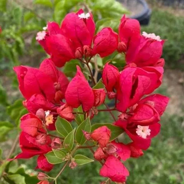 Tanglong_Bougainvellia_Flower_Plant_Red