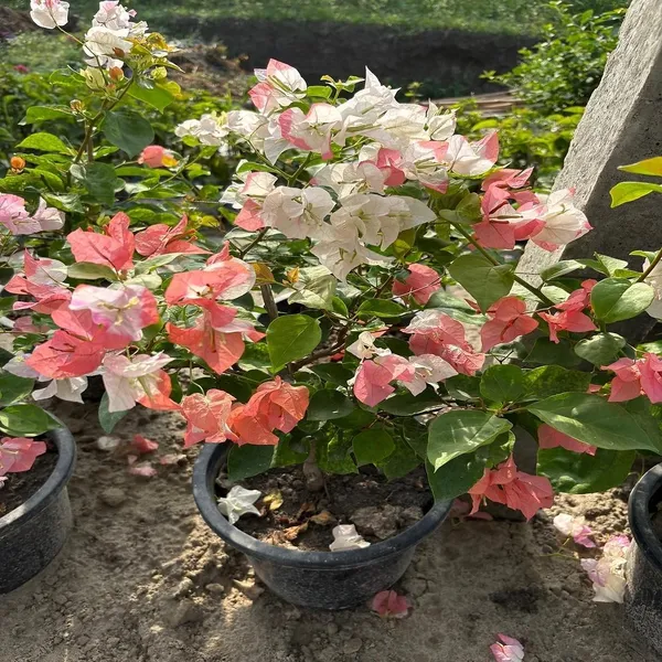 Maharani_Bougainvellia_Grafted_Flower_Plant