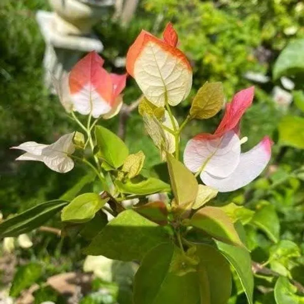 Maharani_Bougainvellia_Grafted_Flower_Plant