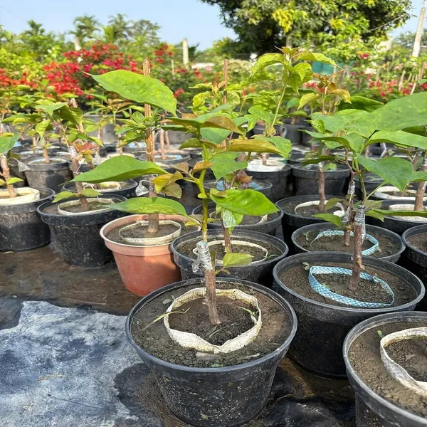 Maharani_Bougainvellia_Grafted_Flower_Plant