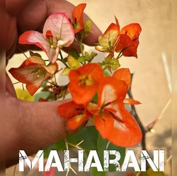 Maharani_Bougainvellia_Grafted_Flower_Plant