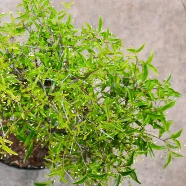 Bonsai_Water_Jasmine_Plant_White