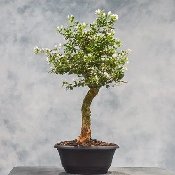 White_Blue_Bell_Bonsai_Plant