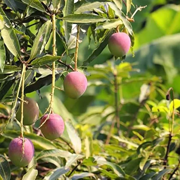 Arunika_Mango_|_Grafted_Fruit_Hybrid_Plant