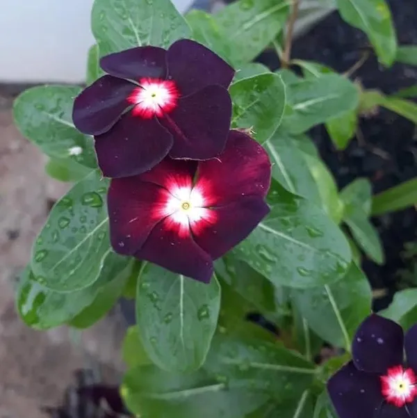 Vinca_Sadabahar_Flower_Plant_Dark_Meroon