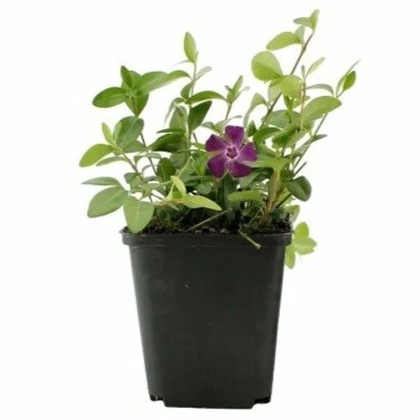 Vinca_Sadabahar_Flower_Plant_Dark_Meroon