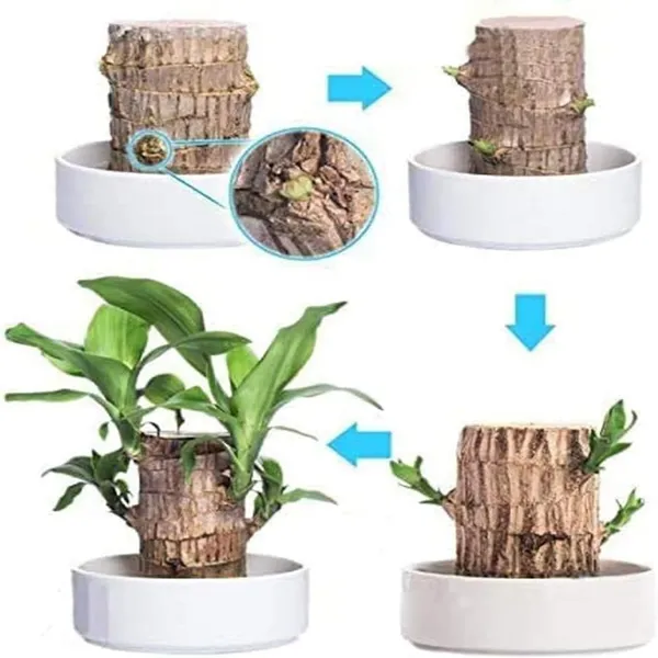 Brazil_Good_Luck_Wood_Water_Bumboo_Plant