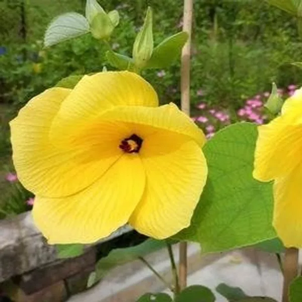 Land_Lotus_Flower_Plant_Yellow