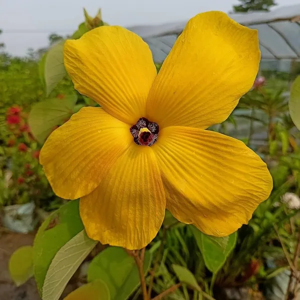 Land_Lotus_Flower_Plant_Yellow