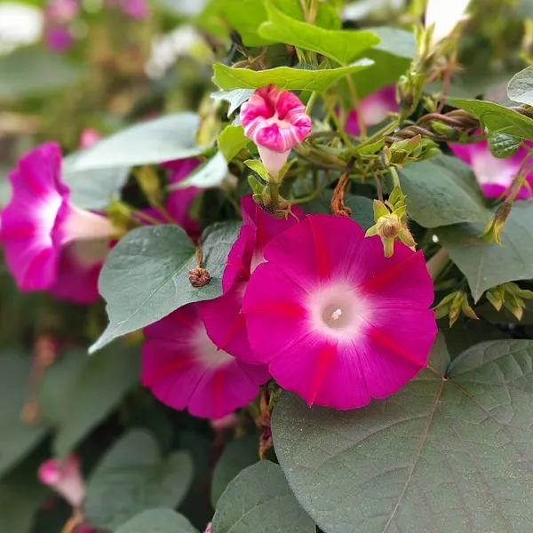 Morning_Golory_Flower_Plant_Red