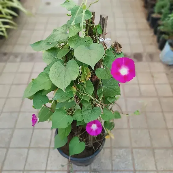 Morning_Golory_Flower_Plant_Red