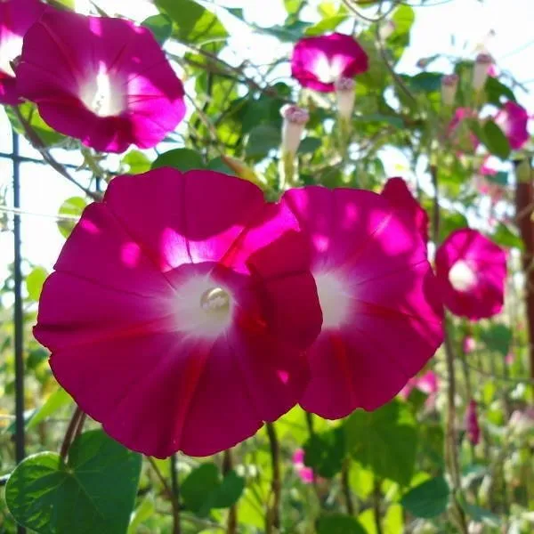 Morning_Golory_Flower_Plant_Red