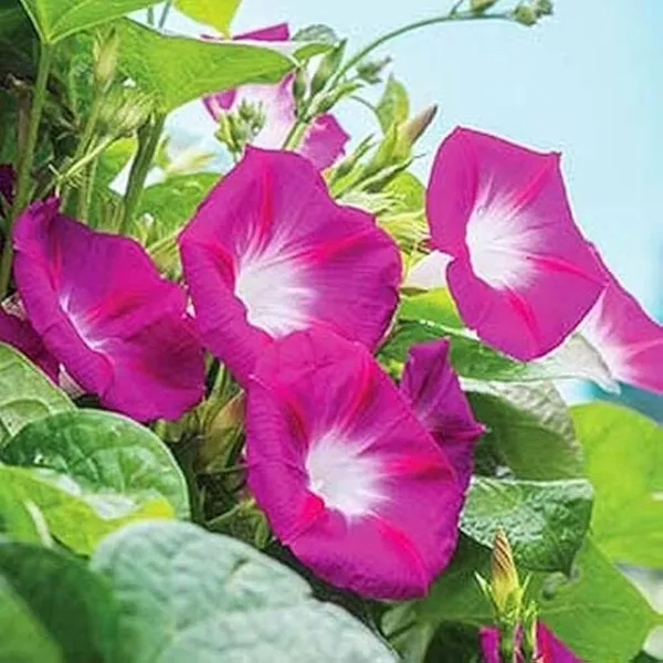Morning_Golory_Flower_Plant_Red